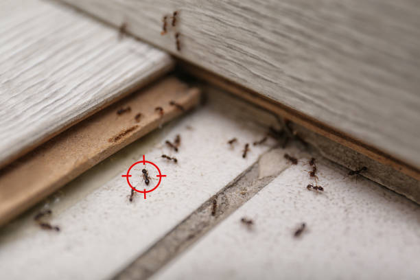 Best Exterminator Services  in Emporia, VA