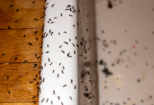  Emporia, VA Pest Control Pros